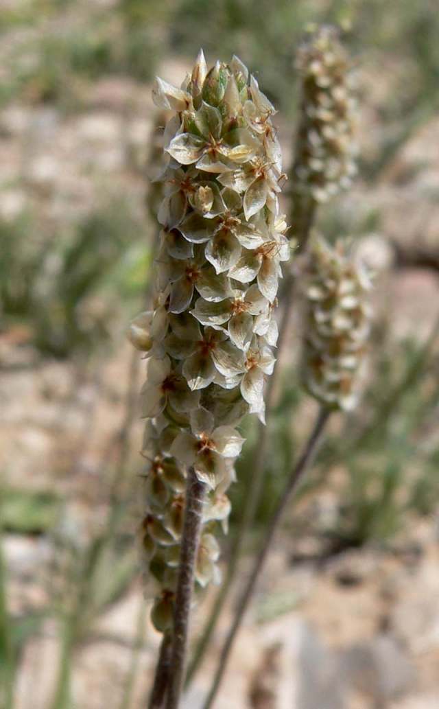 اسفرزه Plantago ovata 4